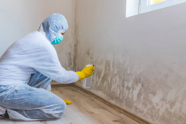 Licensed Commercial Mold Remediation service in Edgewood, PA - WQB Mold Removal